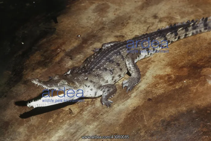 : Orinoco Crocodile : Orinoco Crocodile