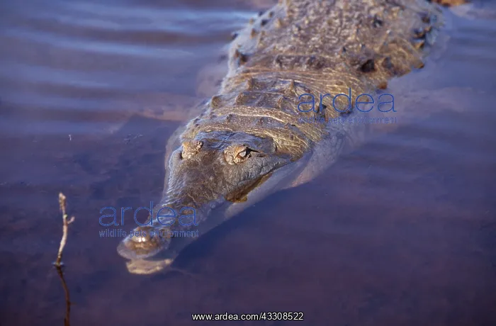 : ORINOCO CROCODILE-C / U IN WATER : ORINOCO CROCODILE-C / U IN WATER