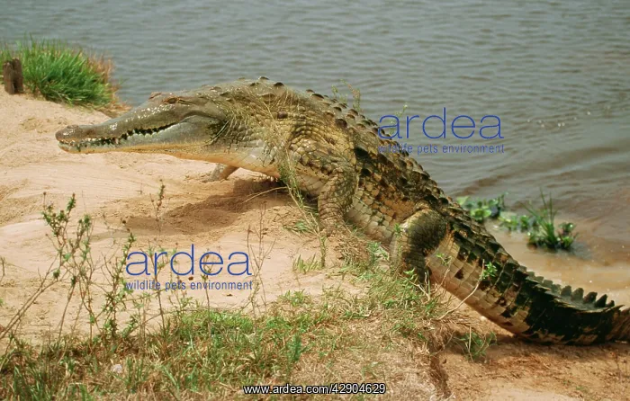 : Orinoco CROCODILE - climbing up bank : Orinoco CROCODILE - climbing up bank
