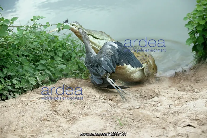 : Orinoco CROCODILE - coming out of water to catch Heron : Orinoco CROCODILE - coming out of water to catch Heron
