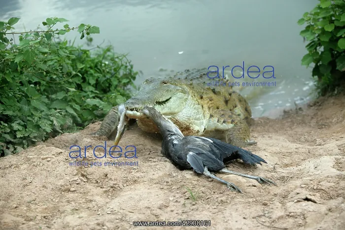 : Orinoco CROCODILE - coming out of water to catch Heron : Orinoco CROCODILE - coming out of water to catch Heron