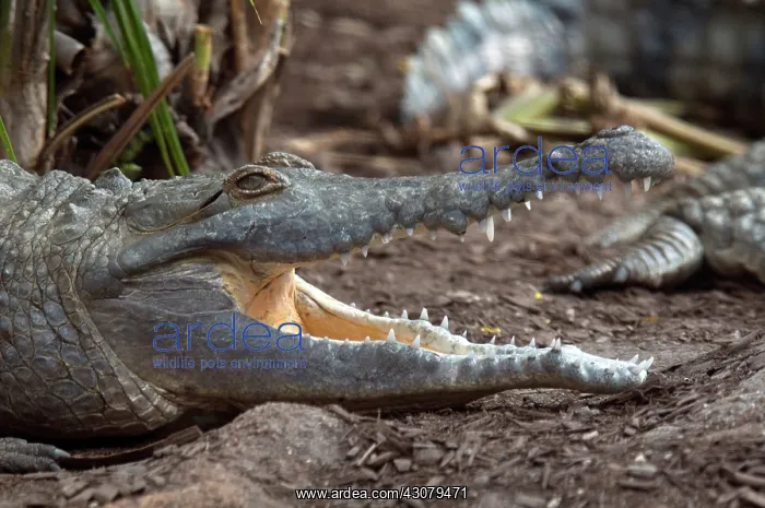 : Orinoco Crocodile (Crocodylus intermedius)