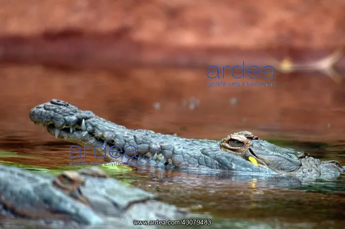 : Orinoco Crocodile (Crocodylus intermedius) : Orinoco Crocodile (Crocodylus intermedius)
