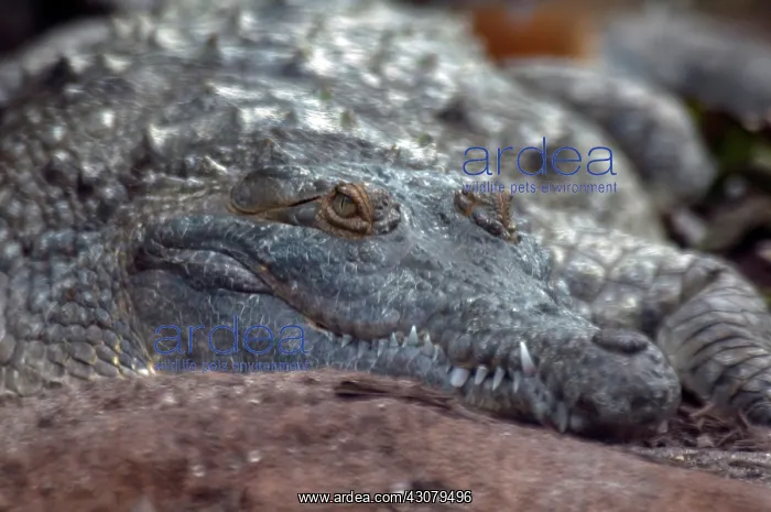 : Orinoco Crocodile (Crocodylus intermedius) : Orinoco Crocodile (Crocodylus intermedius)