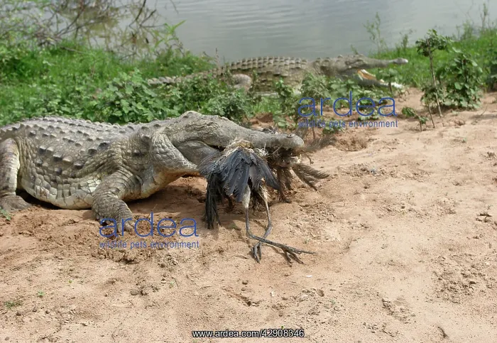 : Orinoco CROCODILE - with dead Heron : Orinoco CROCODILE - with dead Heron