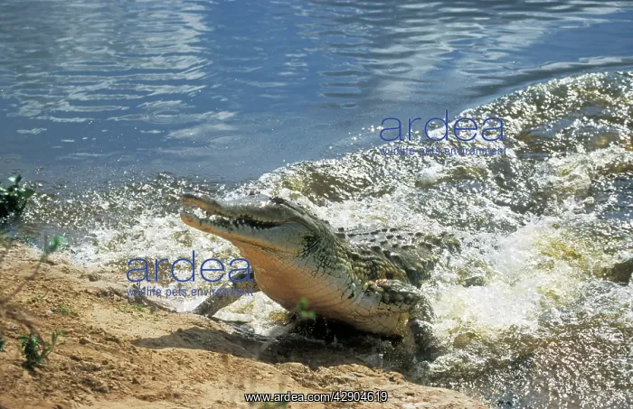 : Orinoco CROCODILE - exiting water : Orinoco CROCODILE - exiting water