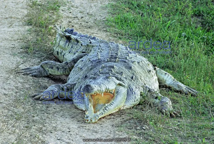  : Orinoco Crocodile - facing forward