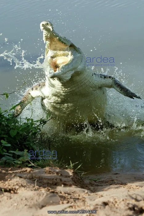  : Orinoco Crocodile - Female jumping out of the water