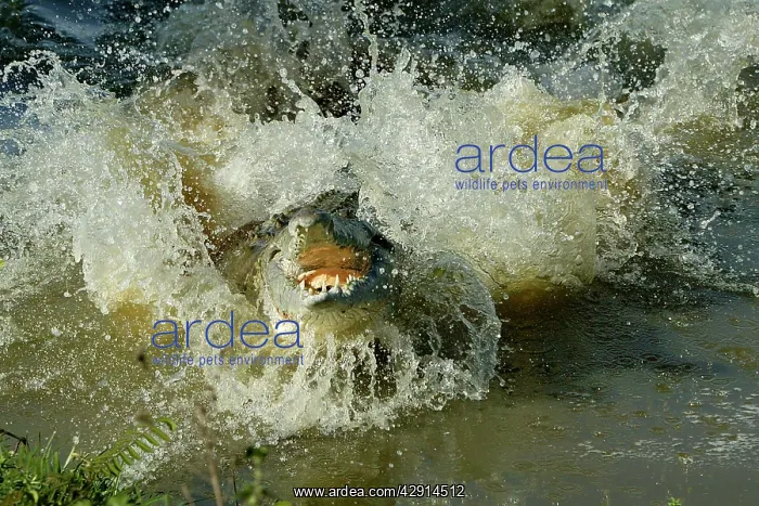 : Orinoco Crocodile - Female jumping out of the water : Orinoco Crocodile - Female jumping out of the water