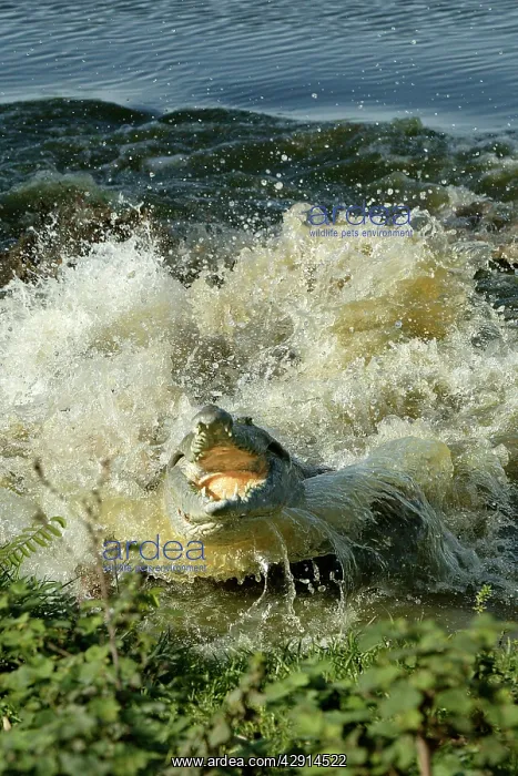 : Orinoco Crocodile - Female jumping out of the water : Orinoco Crocodile - Female jumping out of the water