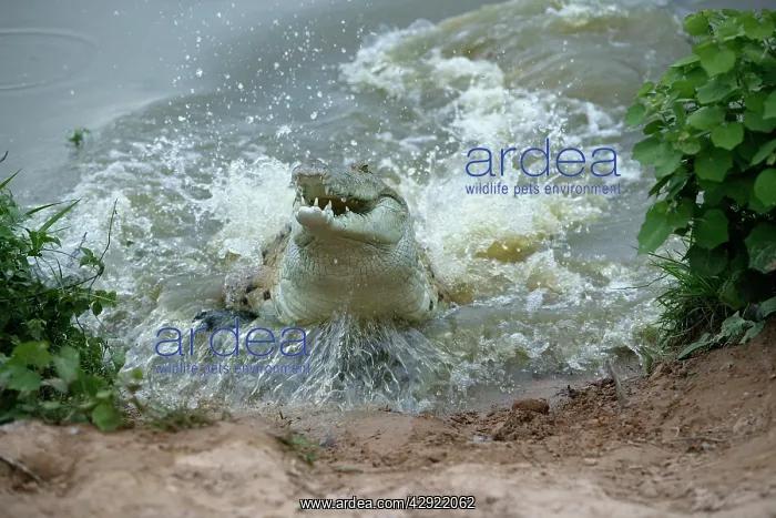 : Orinoco CROCODILE - female jumping out of water : Orinoco CROCODILE - female jumping out of water