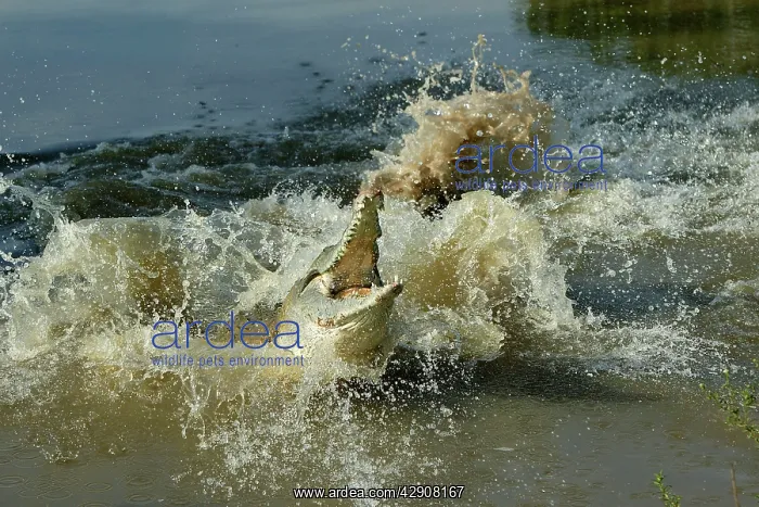 : Orinoco CROCODILE - female jumps out of the water : Orinoco CROCODILE - female jumps out of the water