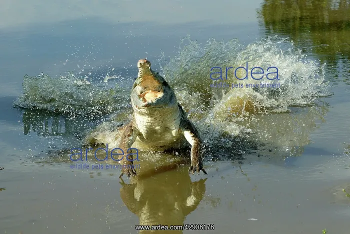 : Orinoco CROCODILE - female lunging out of water : Orinoco CROCODILE - female lunging out of water