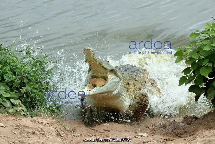 : Orinoco CROCODILE - female lunging out of water : Orinoco CROCODILE - female lunging out of water