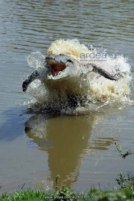 : Orinoco CROCODILE - female lunging out of water : Orinoco CROCODILE - female lunging out of water