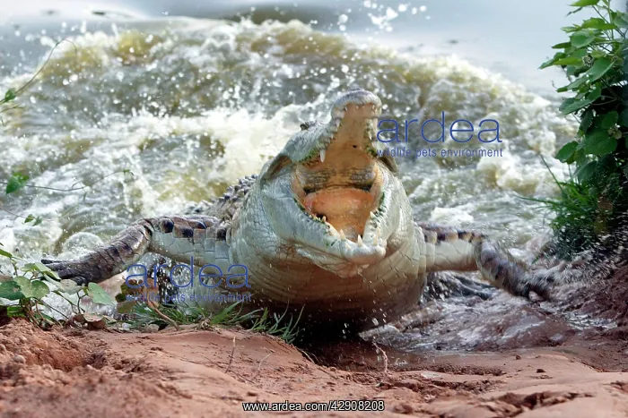 : Orinoco CROCODILE - female lunging out of water : Orinoco CROCODILE - female lunging out of water