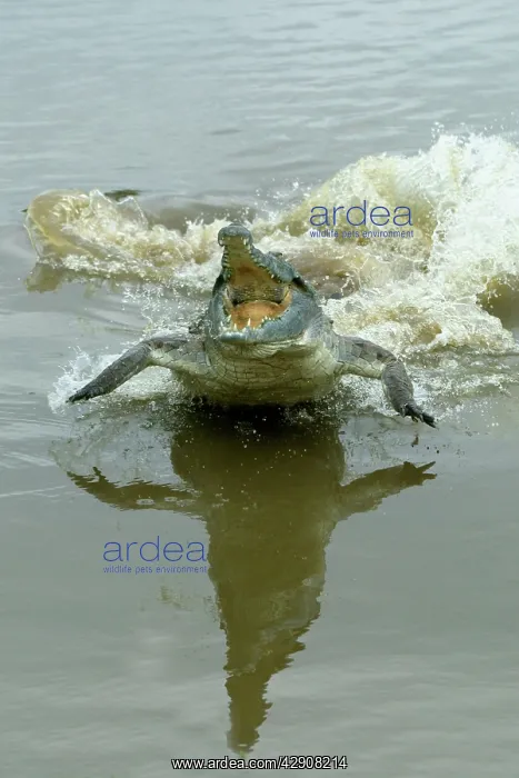 : Orinoco CROCODILE - female lunging out of water : Orinoco CROCODILE - female lunging out of water