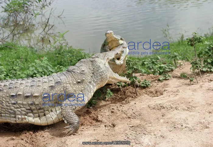 : Orinoco CROCODILE - two fighting : Orinoco CROCODILE - two fighting