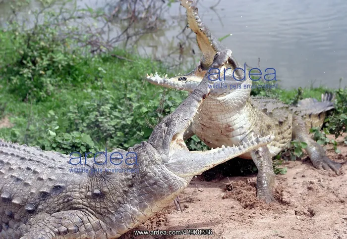 : Orinoco CROCODILE - two fighting : Orinoco CROCODILE - two fighting
