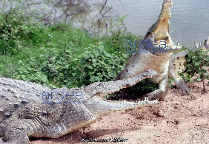 : Orinoco CROCODILE - two fighting : Orinoco CROCODILE - two fighting