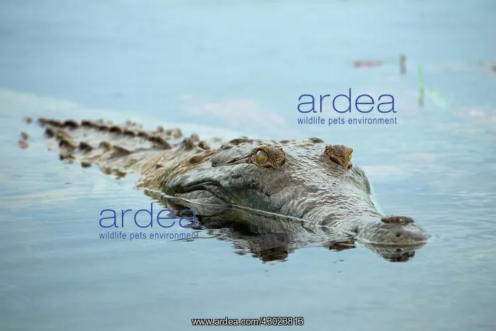 : Orinoco Crocodile Los llanos, Venezuela : Orinoco Crocodile Los llanos, Venezuela