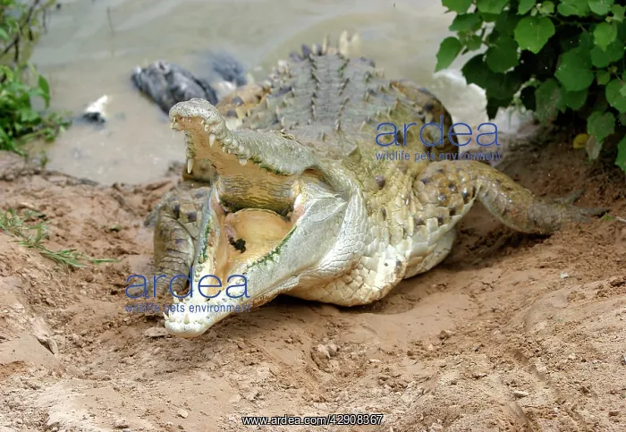 : Orinoco CROCODILE - mother jumps out of the water : Orinoco CROCODILE - mother jumps out of the water