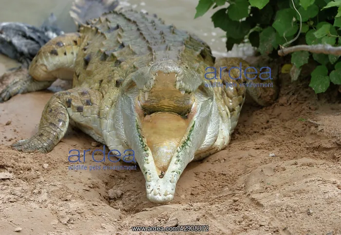 : Orinoco CROCODILE - mother jumps out of the water : Orinoco CROCODILE - mother jumps out of the water