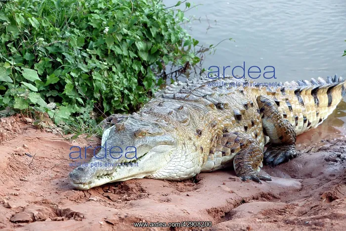 : Orinoco CROCODILE - on riverbank : Orinoco CROCODILE - on riverbank