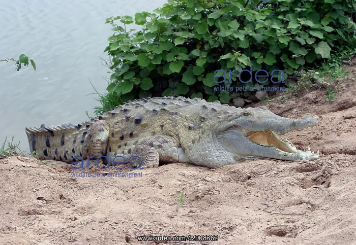  : Orinoco CROCODILE - on riverbank, mouth open