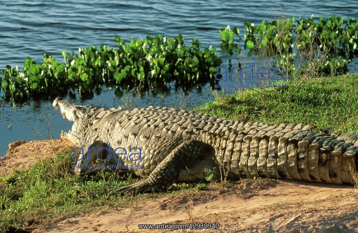 : Orinoco Crocodile - by water : Orinoco Crocodile - by water