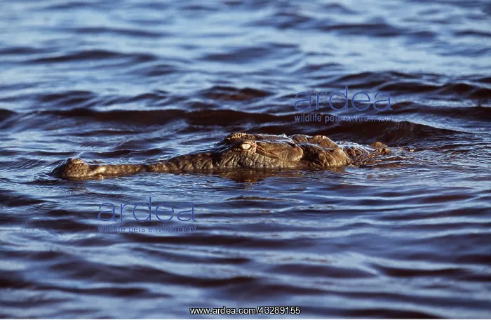 : ORINOCO CROCODILE - IN WATER : ORINOCO CROCODILE - IN WATER