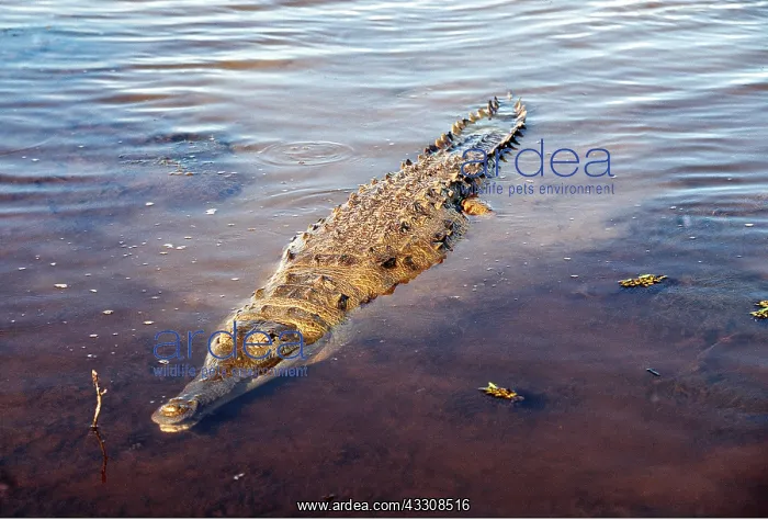 : ORINOCO CROCODILE - in water : ORINOCO CROCODILE - in water