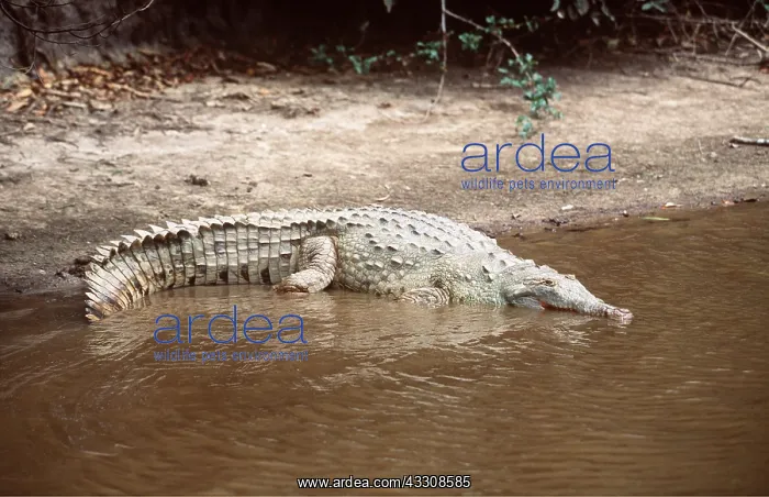 : ORINOCO CROCODILE - AT WATEREDGE : ORINOCO CROCODILE - AT WATEREDGE