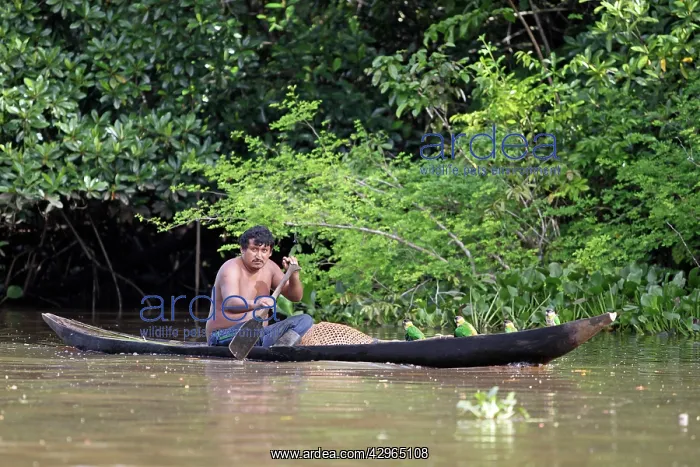 : Orinoco Delta Warao Indian - Parrot Poaching in river canoe : Orinoco Delta Warao Indian - Parrot Poaching in river canoe