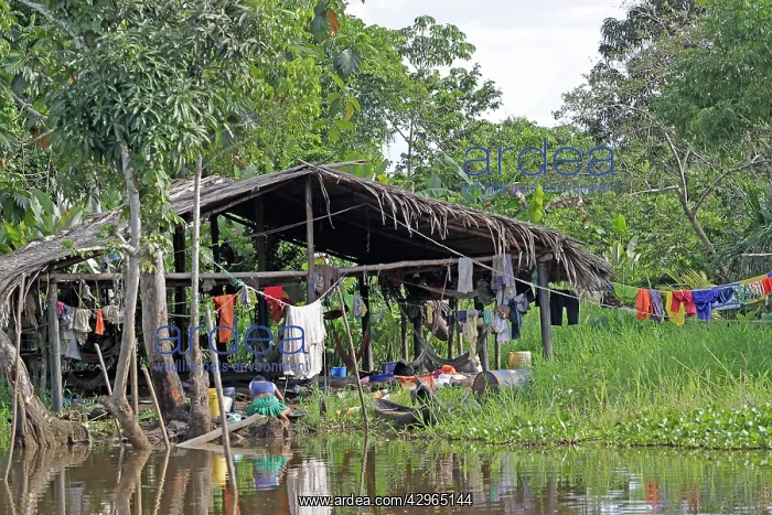 : Orinoco Delta Warao Indians - washing clothes : Orinoco Delta Warao Indians - washing clothes