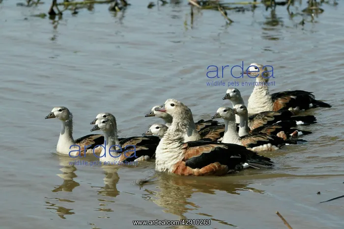  : Orinoco GEESE - group in water