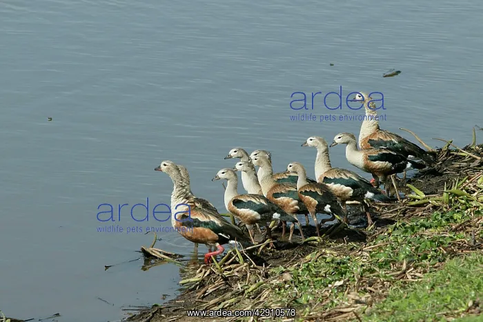 : Orinoco GEESE - group by water : Orinoco GEESE - group by water