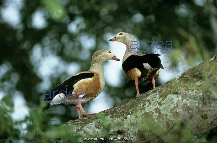 : Orinoco Goose : Orinoco Goose