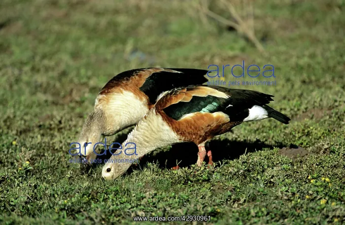 : Orinoco Goose - grazing : Orinoco Goose - grazing