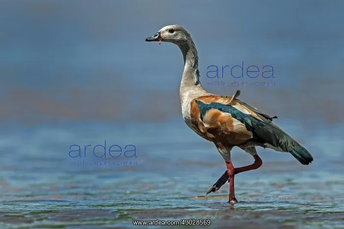  : Orinoco Goose, Los Llanos, Colombia