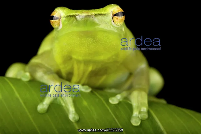 : Orinoco lime treefrog (Sphaenorhynchus lacteus) : Orinoco lime treefrog (Sphaenorhynchus lacteus)