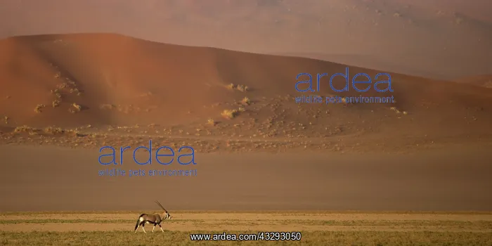 : Orix in its natural environment : Orix in its natural environment