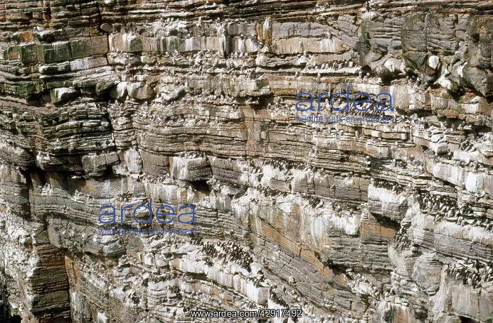  : Orkney - bird cliffs