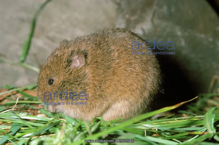 : ORKNEY VOLE : ORKNEY VOLE