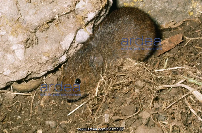  : Orkney Vole