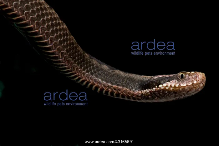 : Orlov's viper (Vipera orlovi), Caucasus, Russia : Orlov's viper (Vipera orlovi), Caucasus, Russia