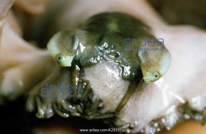 : Ormer Fish - Head & eyes : Ormer Fish - Head & eyes