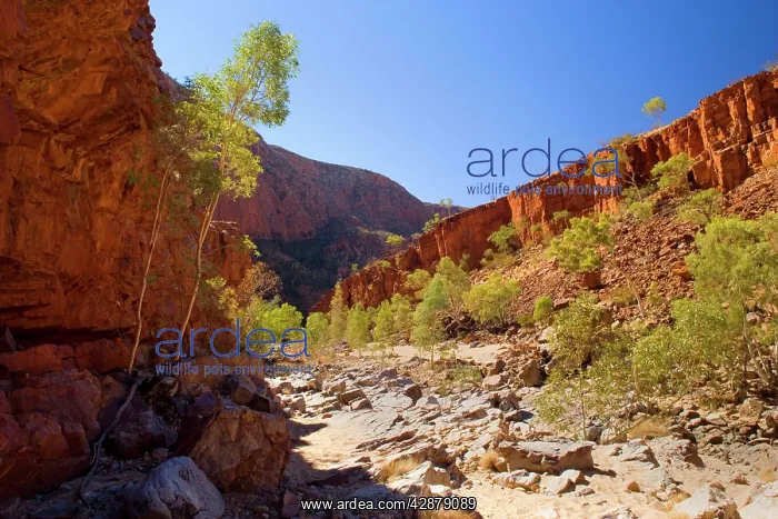 : Ormiston Gorge - towering red cliff walls and a : Ormiston Gorge - towering red cliff walls and a