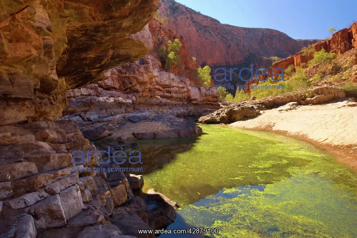 : Ormiston Gorge - towering red cliff walls and a : Ormiston Gorge - towering red cliff walls and a