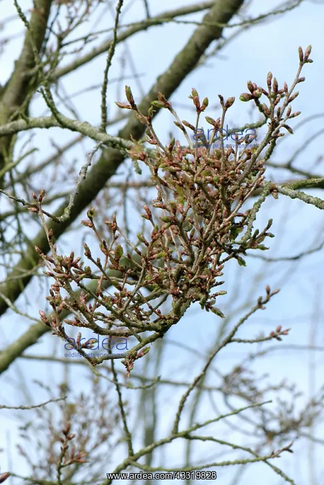 : Ornamental cherry : Ornamental cherry